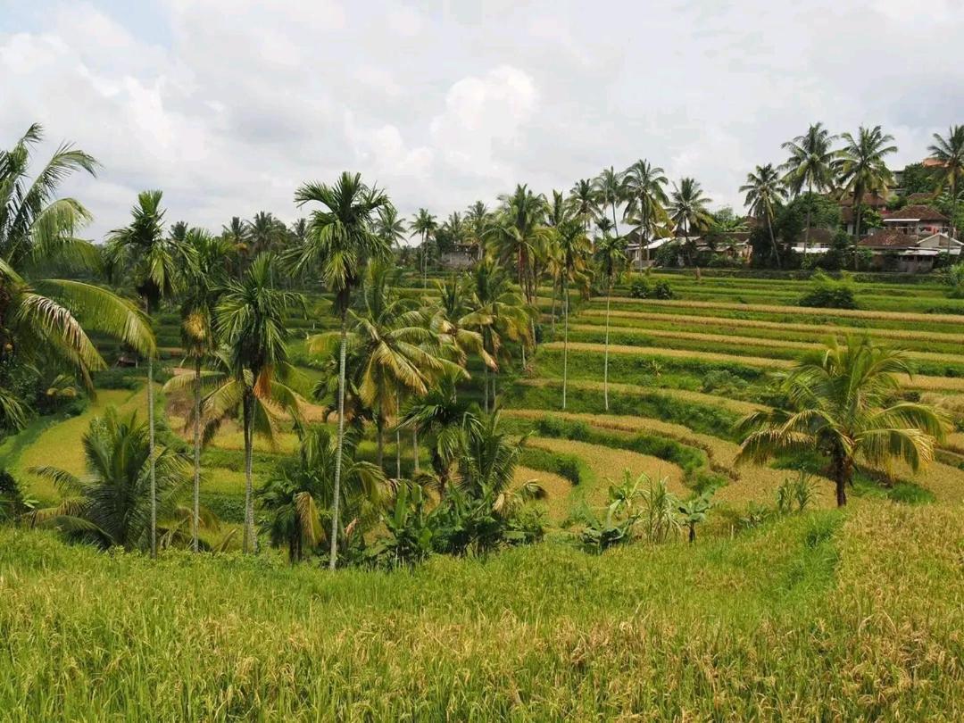 Tereng Wilis Bungalows เตเตบาตู ภายนอก รูปภาพ