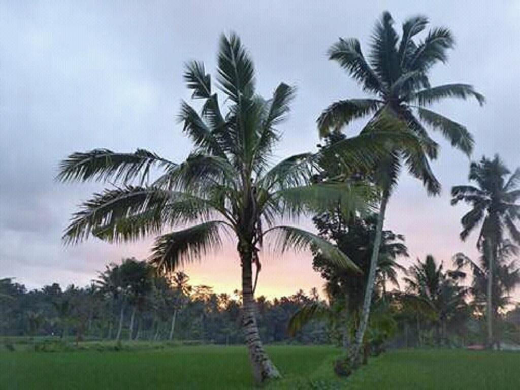 Tereng Wilis Bungalows เตเตบาตู ภายนอก รูปภาพ